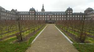 winter in de wijngaard