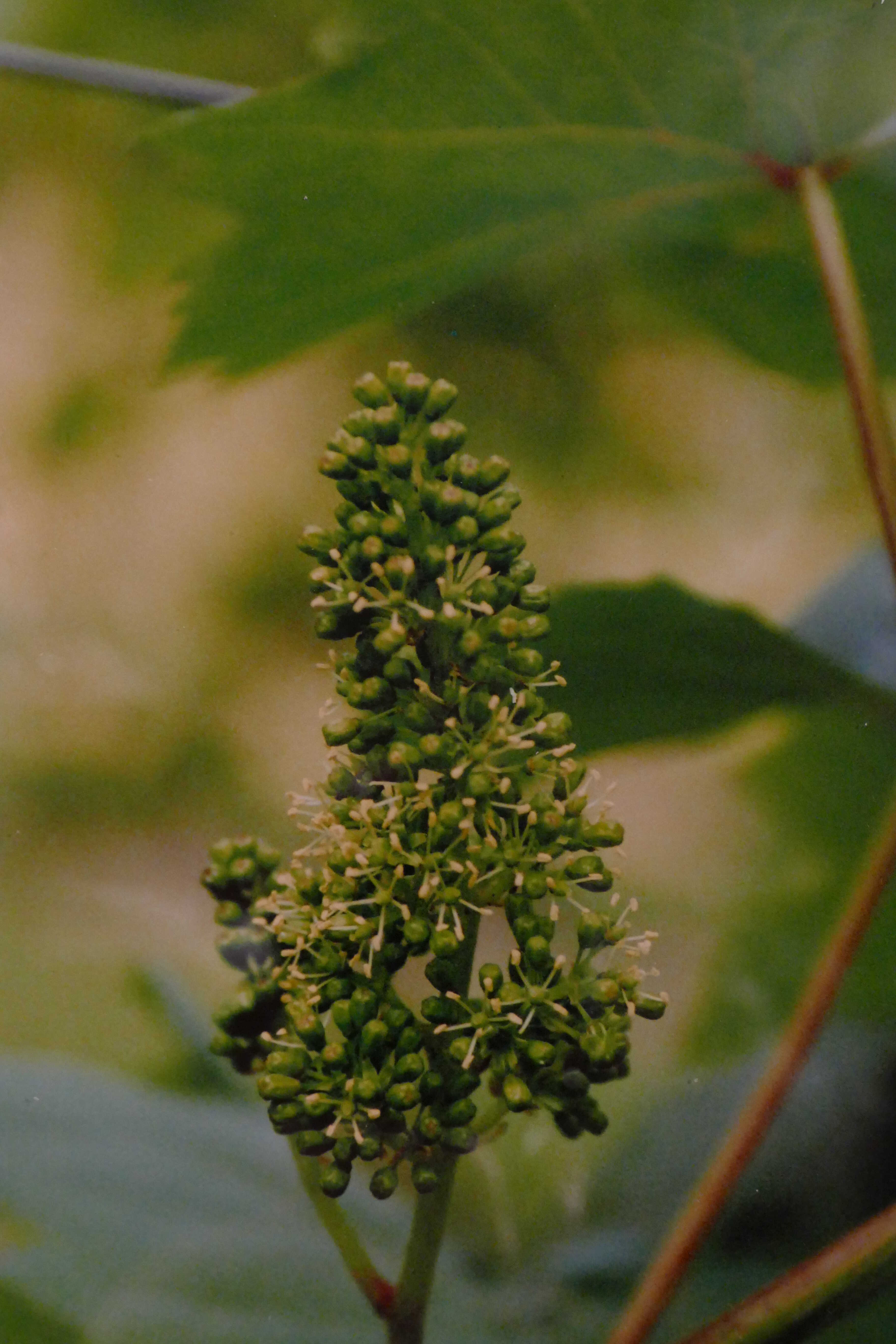 bloei-06-22-1optimized