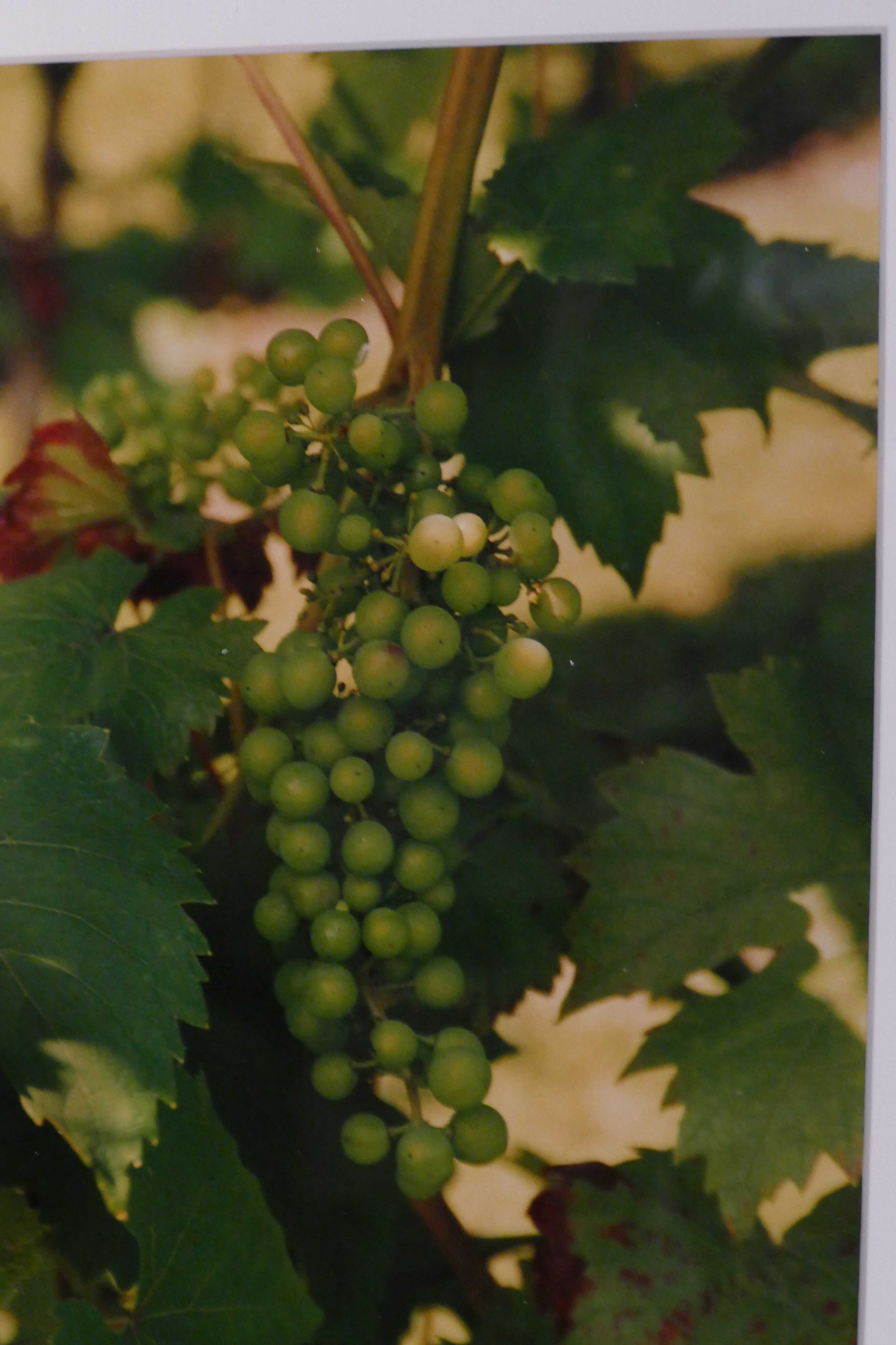 bloei-06-23_optimized