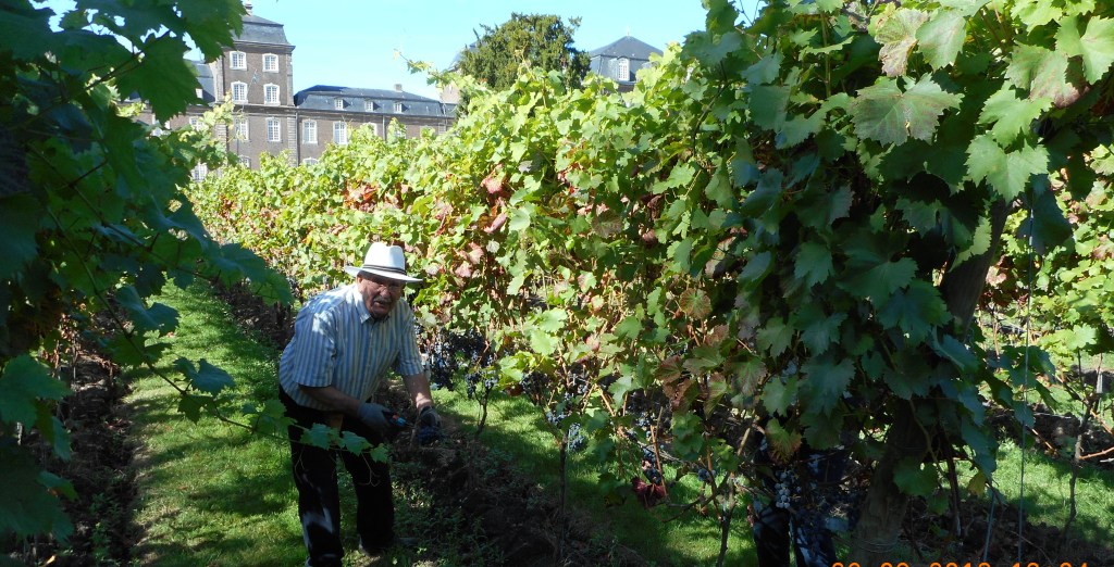 plukken in de wijngaard