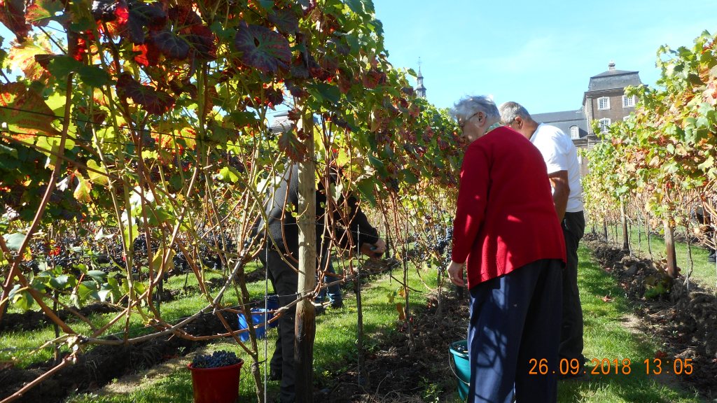 plukken in de wijngaard
