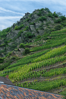 View inside the Weinkeller! - Foto van Winzergenossenschaft Mayschoß-Altenahr,  Mayschoss - Tripadvisor